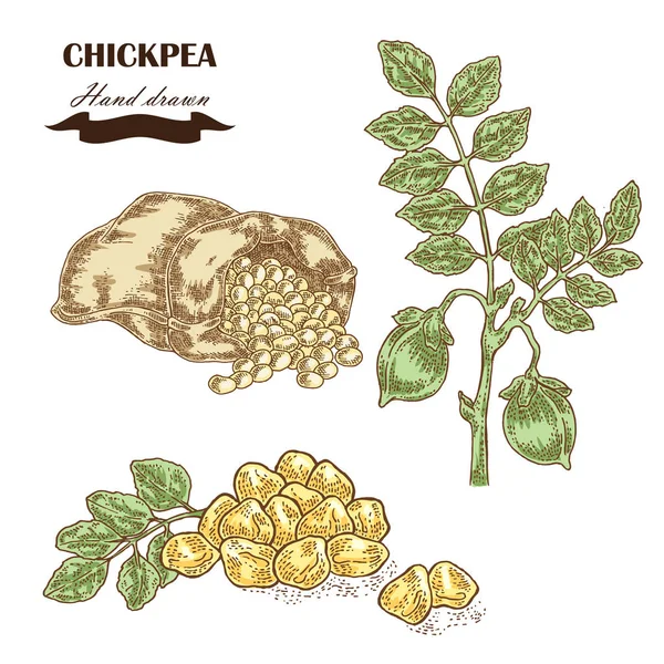 手画鹰嘴豆植物。种子、 鹰嘴豆叶和麻袋口，豌豆 — 图库矢量图片