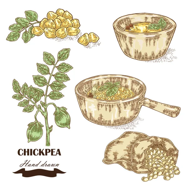 Handgezeichnete Kichererbsenpflanze. Samen, Kichererbsensuppe, Sauce und Sack — Stockvektor