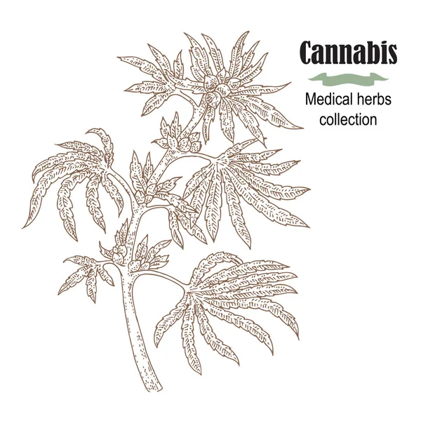 手には、大麻の植物が描かれました。薬効があるハーブ コレクションです。ベクトル図 — ストックベクタ