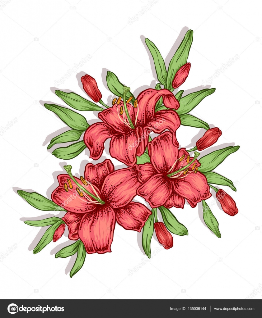 Fleurs Du Lis Du Dessinés à La Main Composition Décorative