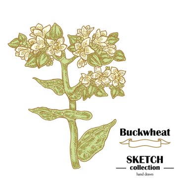 Karabuğday kroki. El tahıl çekilmiş. Vektör çizim