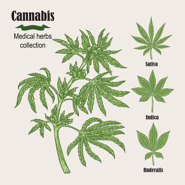 Planta de cannabis desenhada à mão. Coleção de ervas medicinais. Vetor — Vetor de Stock