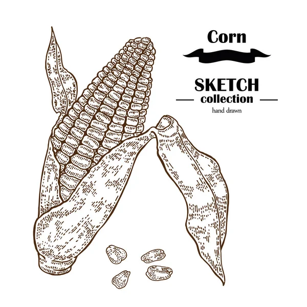 Corn skiss. Hand dras majs växt. Spannmål vektorillustration — Stock vektor