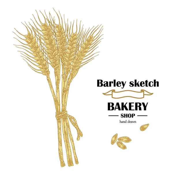 Orecchie d'orzo. Set di cereali disegnati a mano. Design del logo della panetteria. Vettore — Vettoriale Stock