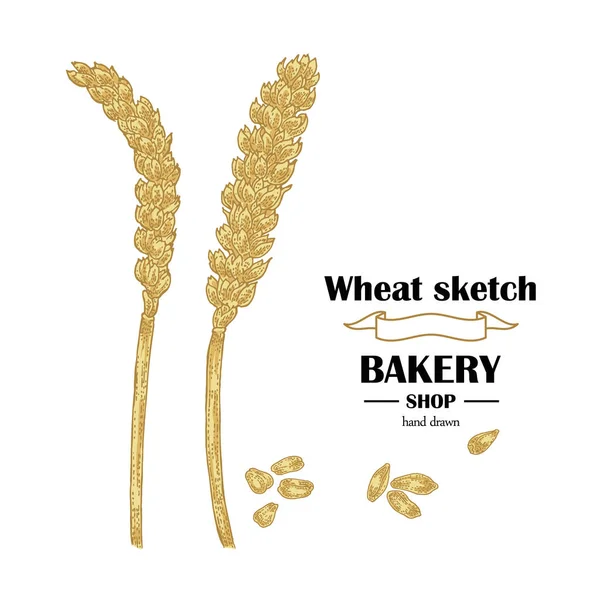 Orelhas de trigo. Conjunto de cereais desenhados à mão. Padaria design logotipo. Vetor — Vetor de Stock