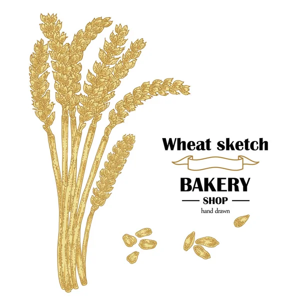 Orecchie di grano. Cereali disegnati a mano. Illustrazione vettoriale forno — Vettoriale Stock