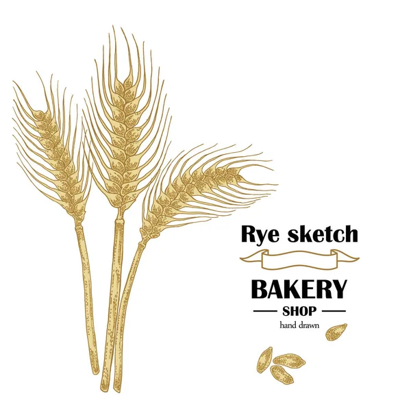 Orejas de centeno o trigo. Cereales hechos a mano. vector de panadería — Archivo Imágenes Vectoriales