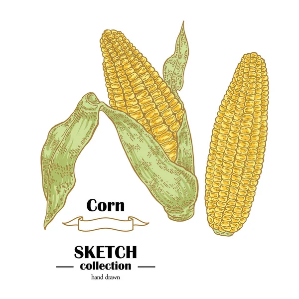 Croquis de maïs. Plante de maïs dessinée à la main. Illustration vectorielle des céréales — Image vectorielle