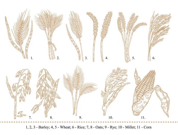 Ensemble de céréales. Orge dessinée à la main, blé, riz, avoine, seigle, millet, maïs isolé sur blanc — Image vectorielle