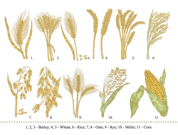 麦片粥集。手工绘制的大麦、 小麦、 水稻、 燕麦、 黑麦、 小米、 玉米上白色孤立 — 图库矢量图片
