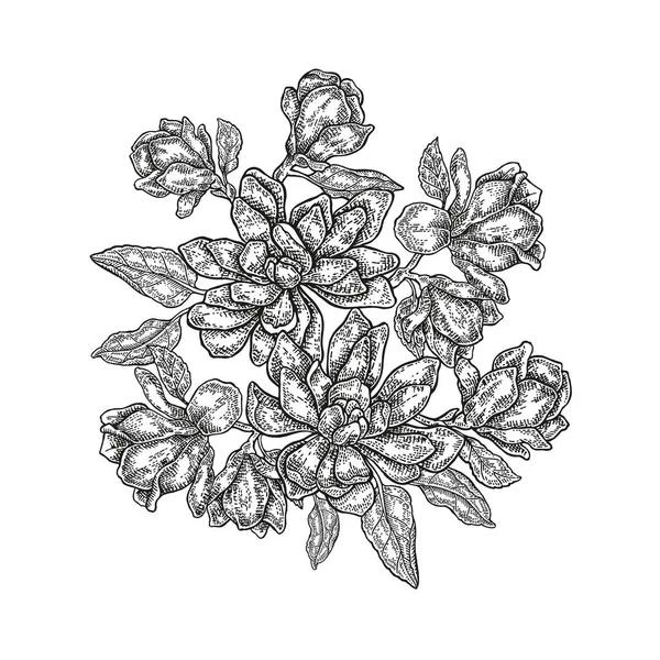 Kézzel rajzolt vektoros virágok. Vintage virág kompozíció, tavaszi magnolia virágok és levelek elszigetelt fehér background. Illusztráció vésett stílusban — Stock Vector