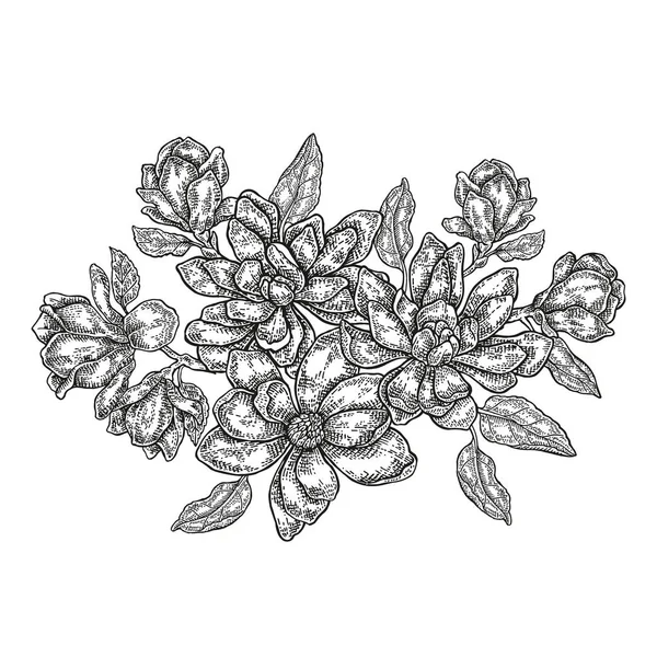 Hand dras vektor blommor. Vintage blommig komposition, våren magnolia blommor — Stock vektor