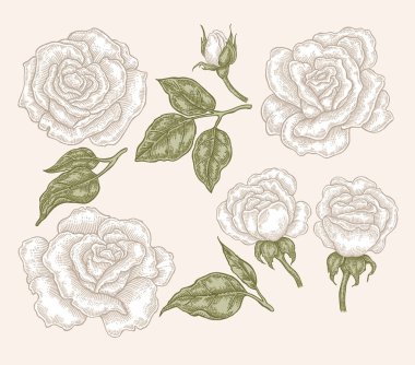 Beyaz çiçekler ve yapraklar vintage tarzı yükseldi. El botanik vektör çizim çekilmiş. Çiçek tasarım öğeleri