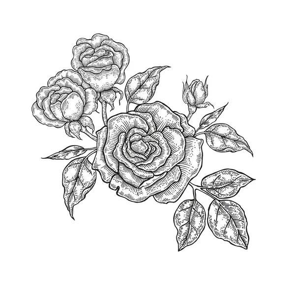 Flores vectoriales dibujadas a mano. Composición floral vintage, flores de rosas y hojas aisladas sobre fondo blanco. Ilustración en estilo grabado — Vector de stock