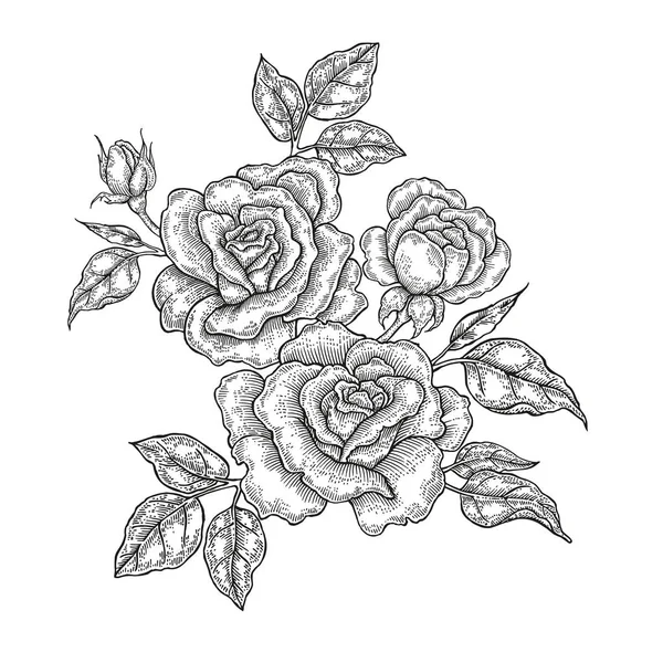 手には、ベクトルの花が描かれました。ヴィンテージ花柄組成、バラの花、白い背景で隔離の葉。刻まれたスタイルのイラスト — ストックベクタ