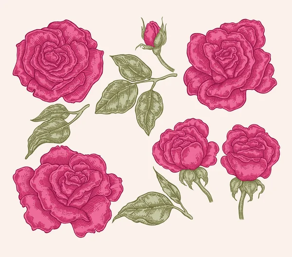 Rosa rosa flores y hojas en estilo vintage. Ilustración de vector botánico dibujado a mano. Elementos de diseño floral — Archivo Imágenes Vectoriales