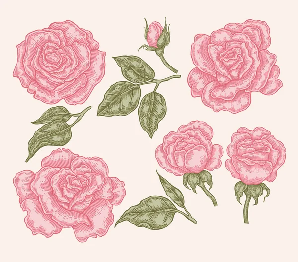 Elegantes rosas rosadas y hojas de estilo vintage. Ilustración de vector botánico dibujado a mano. Elementos de diseño floral — Archivo Imágenes Vectoriales