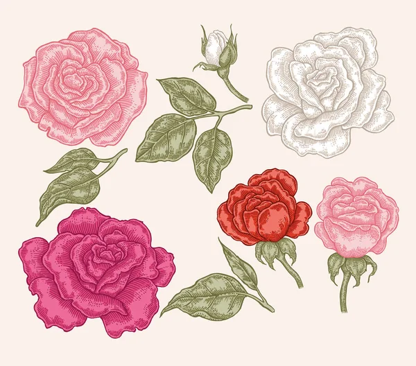 Roze, rode en witte roze bloemen in vintage stijl. Hand getekend botanische vectorillustratie. Floral ontwerpelement — Stockvector