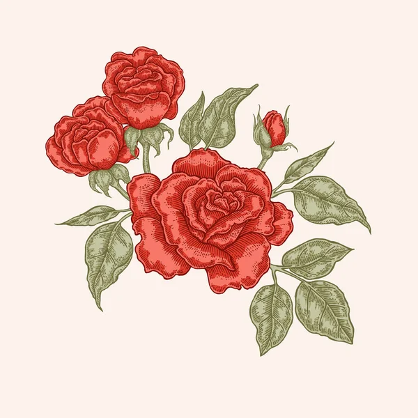 Κόκκινο τριαντάφυλλο λουλούδια και τα φύλλα σε στυλ vintage. Χέρι που βοτανικό διανυσματικά εικονογράφηση. Στοιχεία floral σχέδιο — Διανυσματικό Αρχείο