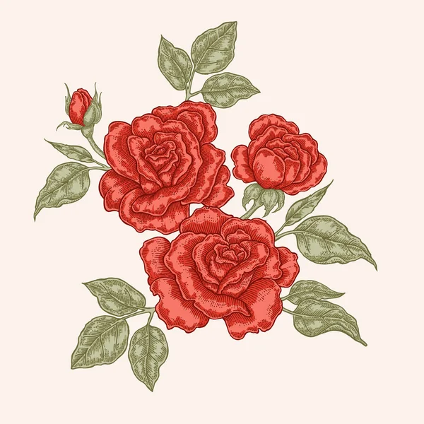 Flores y hojas de rosa roja en estilo vintage. Ilustración de vector botánico dibujado a mano. Elementos de diseño floral — Archivo Imágenes Vectoriales