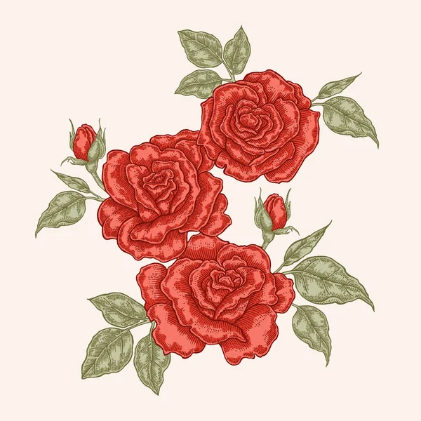 Rosa rossa fiori e foglie in stile vintage. Illustrazione vettoriale botanica disegnata a mano. Elementi di design floreale — Vettoriale Stock