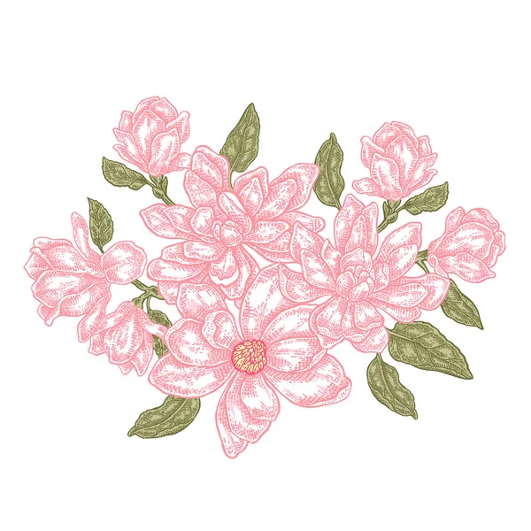 Flores de magnólia desenhadas à mão isoladas sobre fundo branco. Composição floral vintage. Ilustração vetorial — Vetor de Stock