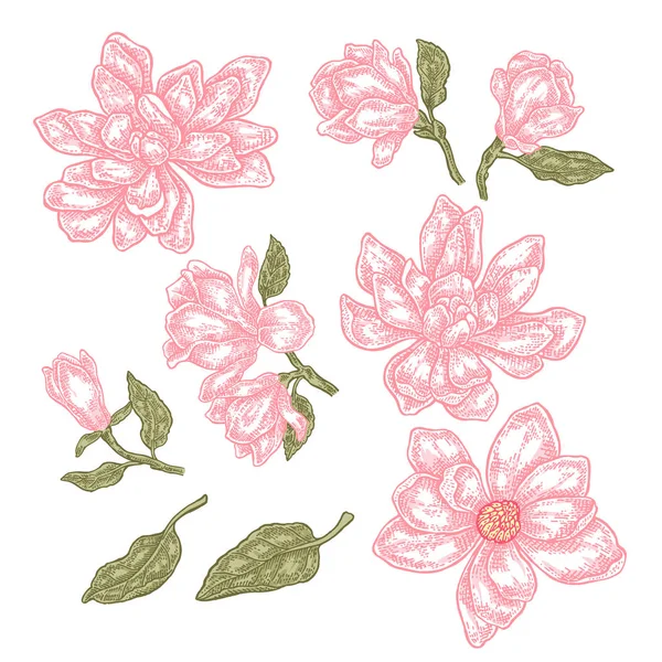 Mão desenhado flores de magnólia primavera e folhas. Coleção floral vintage. Ilustração vetorial . — Vetor de Stock