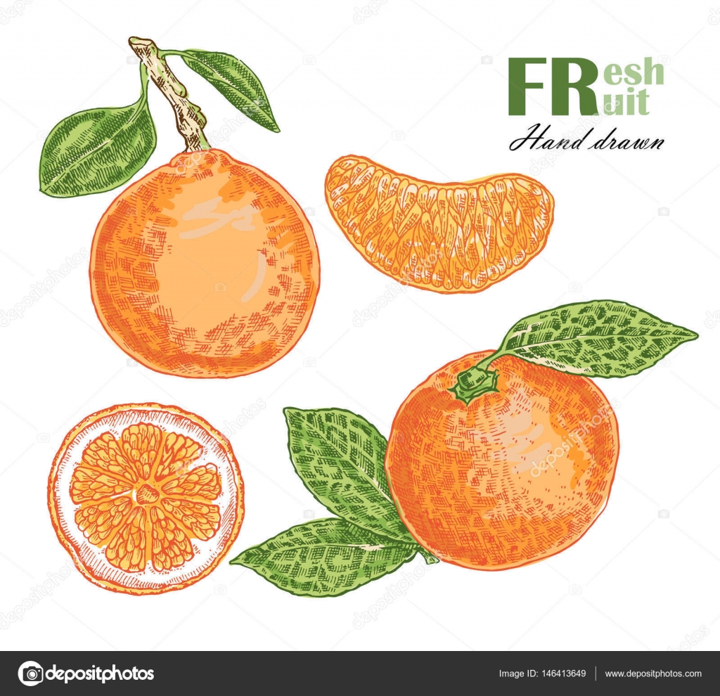 オレンジ色は、白い背景で隔離。フルーツ ベクトル イラスト スケッチ ストックベクター ©Jka 146413649, image size:1024x990