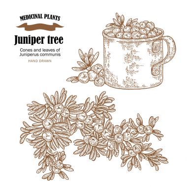 Ardıç ağacı vektör çizim. Koniler ans Juniperus communis bırakır. El şifalı bitkiler kroki bir tarzda çekilmiş.