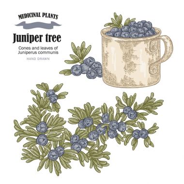 Ardıç ağacı vektör çizim. Koniler ans Juniperus communis bırakır. Elle çizilmiş şifalı bitkiler