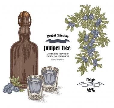 Ardıç ağacı ve eski şişe cin vektör çizim. Juniperus communis koniler ans meyveler. Elle çizilmiş alkol seti