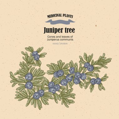 Ardıç ağacı vektör çizim. Juniperus koniler ans yaprakları 