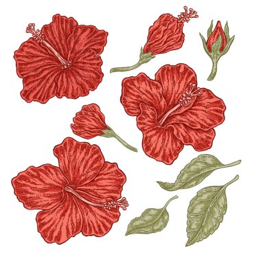 El vektör tropik çiçekler çekilmiş. Vintage çiçek kümesi, hibiscus çiçek ve yaprak beyaz arka plan üzerinde izole.