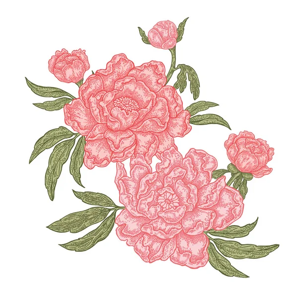 Flores de peonía dibujadas a mano aisladas sobre fondo blanco. Composición floral vintage. Ilustración vectorial — Archivo Imágenes Vectoriales