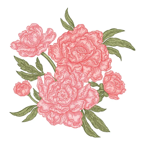 Flores de peonía dibujadas a mano aisladas sobre fondo blanco. Composición floral vintage. Ilustración vectorial — Archivo Imágenes Vectoriales