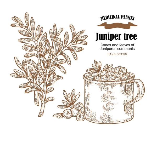 Ilustração do vetor de junípero e alecrim. Cones ans folhas de Juniperus communis. Plantas medicinais desenhadas à mão em estilo esboço —  Vetores de Stock
