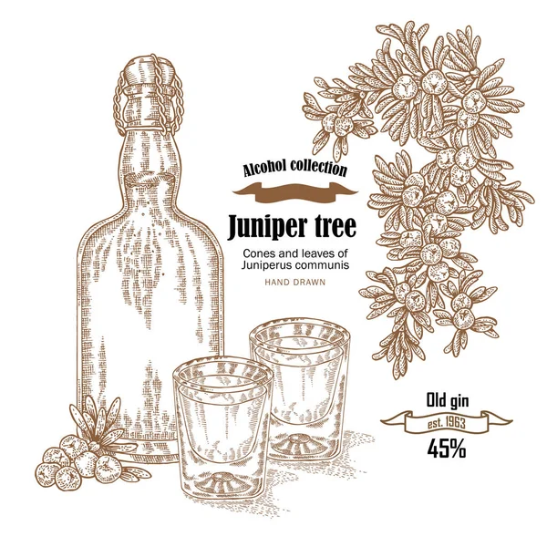 Δέντρο αρκεύθου και παλιό μπουκάλι τζιν εικονογράφηση φορέα. Κώνοι ans μούρα του είδους Juniperus communis. Χέρι αλκοόλ οριστεί σε στυλ σκίτσο — Διανυσματικό Αρχείο