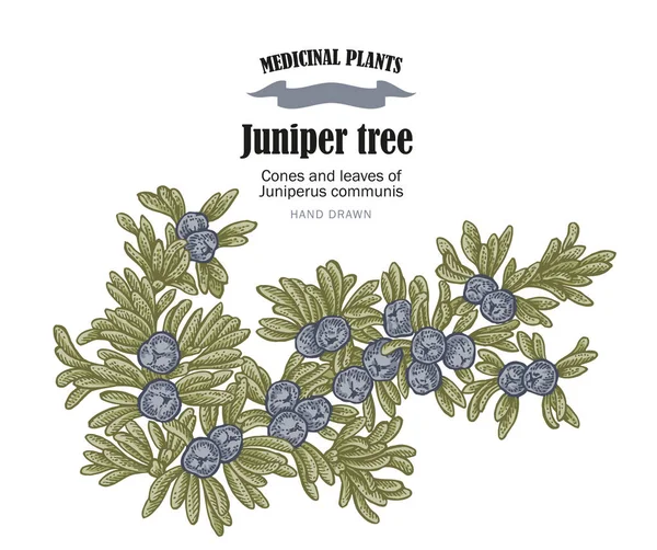 Ilustração do vetor da árvore de zimbro. Cones ans folhas de Juniperus communis. Plantas medicinais desenhadas à mão —  Vetores de Stock