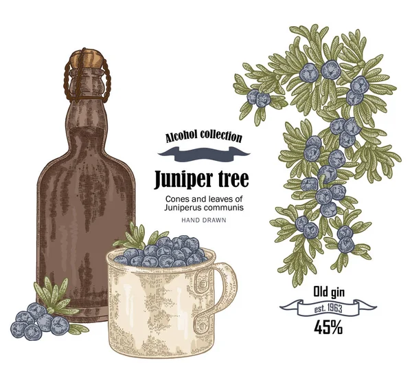 Juniper tree and old bottle gin vector illustration. Cones ans berries of Juniperus communis. Hand drawn alcohol set — Stock Vector