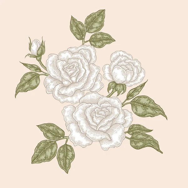 Rosa bianca fiori e foglie in stile vintage. Illustrazione vettoriale botanica disegnata a mano. Elementi di design floreale — Vettoriale Stock