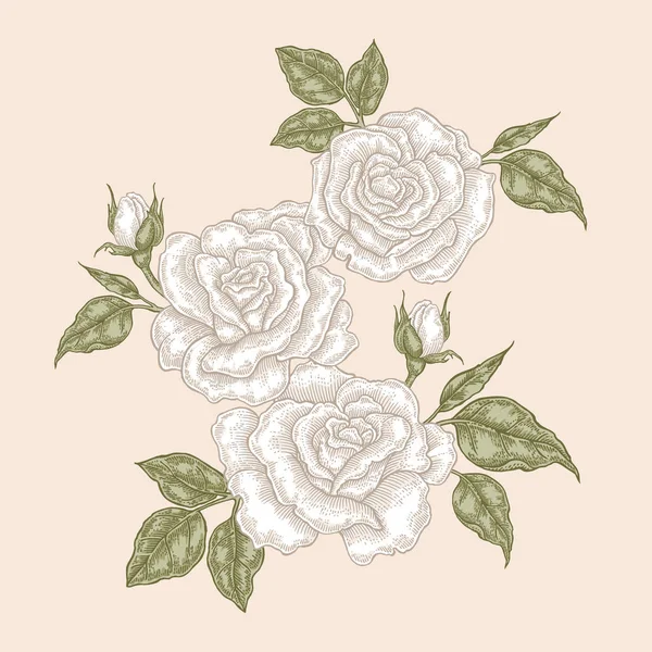 Rosa branca flores e folhas em estilo vintage. Ilustração vetorial botânica desenhada à mão. Elementos de design floral —  Vetores de Stock