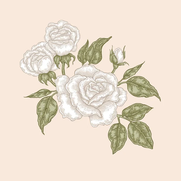 Άσπρο τριαντάφυλλο λουλούδια και τα φύλλα σε στυλ vintage. Χέρι που βοτανικό διανυσματικά εικονογράφηση. Στοιχεία floral σχέδιο — Διανυσματικό Αρχείο