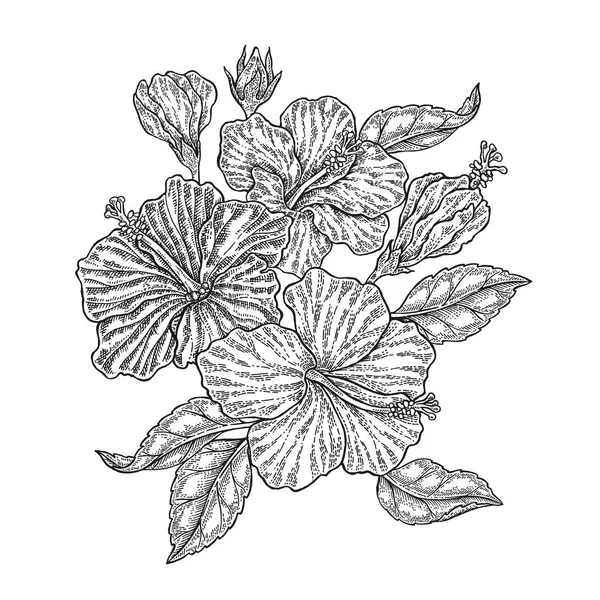 Hand dras vektor tropiska blommor. Vintage blommig sammansättning, hibiscus blommor och blad isolerad på vit bakgrund. Illustration ingraverat — Stock vektor