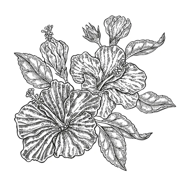 Vetor desenhado à mão flores tropicais. Composição floral vintage, flores de hibisco e folhas isoladas em fundo branco. Ilustração gravada — Vetor de Stock