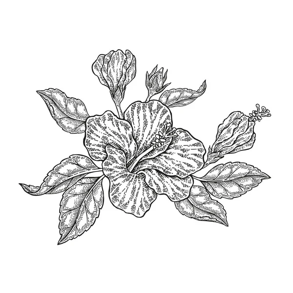 Fiori tropicali vettoriali disegnati a mano. Composizione floreale vintage, fiori di ibisco e foglie isolate su fondo bianco. Illustrazione incisa — Vettoriale Stock