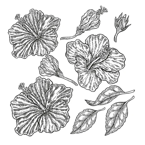 Hand dras vektor tropiska blommor. Vintage blommig set, hibiscus blommor och blad isolerad på vit bakgrund. Illustration ingraverat — Stock vektor