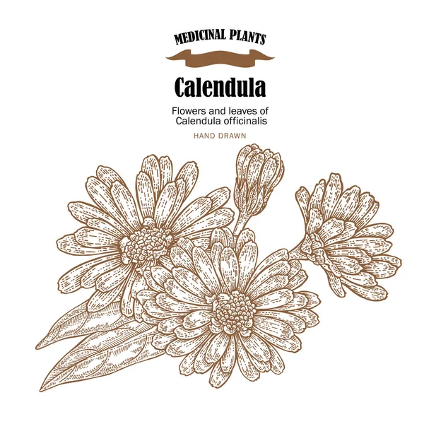 Měsíčku rostliny vektorové ilustrace. Květiny a listy Calendula officinalis. Ručně kreslenou léčivé rostliny a bylinky. — Stockový vektor