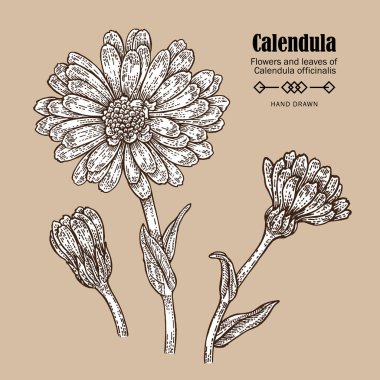 Elle çizilmiş calendula çiçek. Şifalı otlar kroki tarzı. Vektör çizim vintage