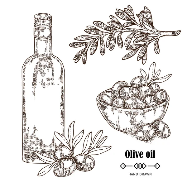 Hand drawn olive branch in sketch style. Vector illustration isolated on white background. Olive oil in glass bottle — Stock Vector