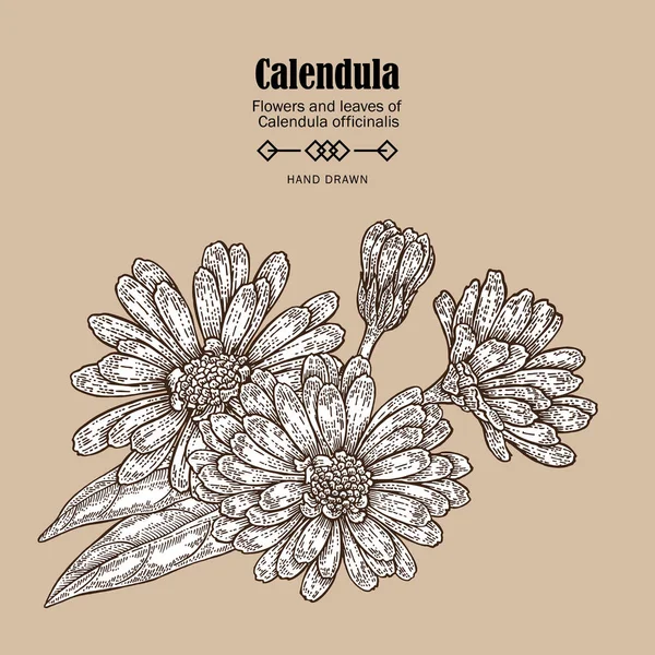 Flor de caléndula dibujada a mano. Hierbas medicinales en estilo de boceto. Ilustración vectorial vintage — Vector de stock